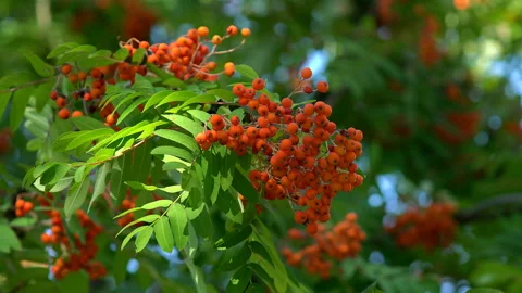 Clusters of ripe red rowan berries Stock Footage 210007431