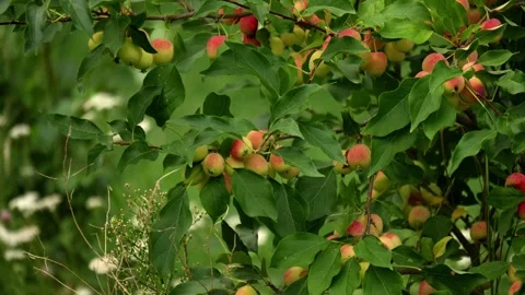 Clusters of ripening crabapples hang densely from leafy apple tree branches in Stock Footage 346639546