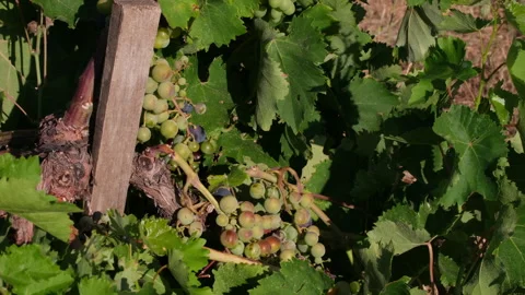 Clusters of ripening grapes surrounded by vibrant green leaves Stock Footage 300337728