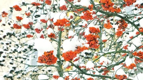 Clusters of rowan on the background of white snow Stock Footage 101972514