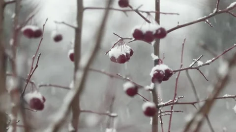 Clusters of rowan berries covered in snow in a winter forest Stock Footage 99512195