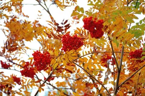 Clusters of rowan on the branches.	 Stock Photos