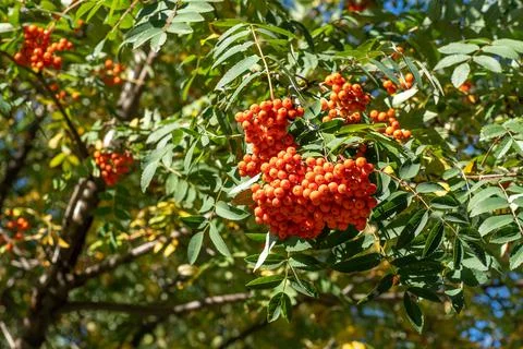 Clusters of rowan sway in the wind. Rowan tree branches against the blue sky on Stock Photos