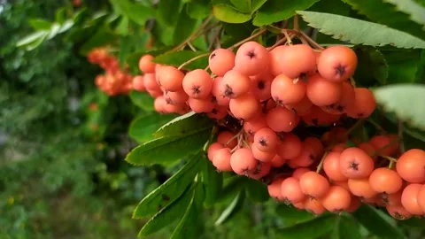 Clusters of Rowan swaying in the wind on a green background Stock Footage 163765433
