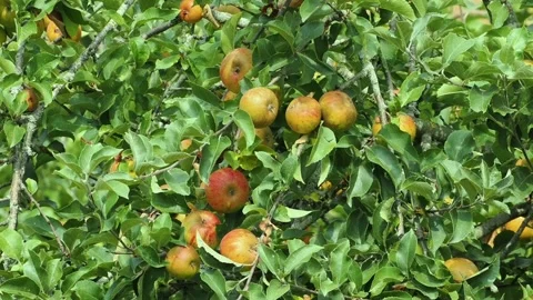 Clusters of small orange and yellow apples on the tree Stock Footage 345365177