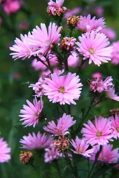 Clusters of Small Pink Aster Flowers in the Field Stock-Fotos