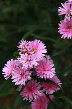 Clusters of Small Pink Aster Flowers in the Field. Stock Photos