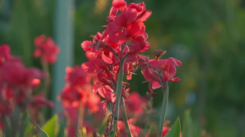 Clusters of small red flowers blooming on a tropical bush. Stock Footage 325549102
