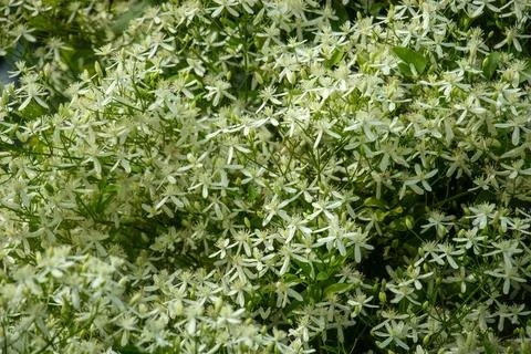 Clusters of small white flowers blooming on leafy green shrub wall. Stock Photos