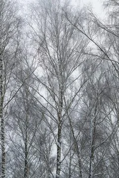 Clusters of snowdusted birch trees ascend into bright winter atmosphere, Sc.. Stock Photos