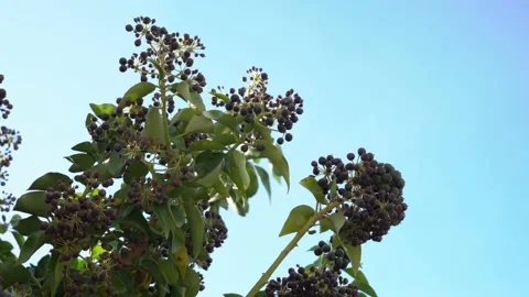 Clusters of sweet hackberries on branches covered with dense foliage swing in Stock Footage 150075531