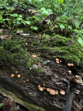 Clusters of tiny amber mushrooms growing on decaying moss covered log in damp Stock Photos