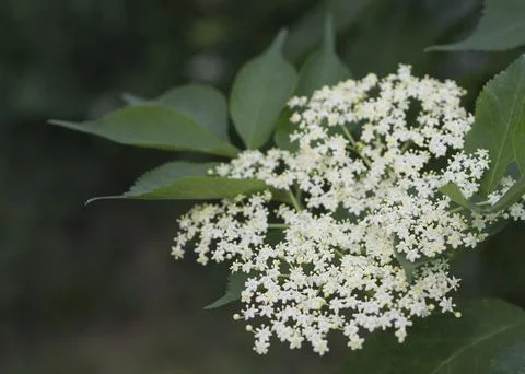 Clusters of tiny, creamy-white flowers elderflowers Stock Photos