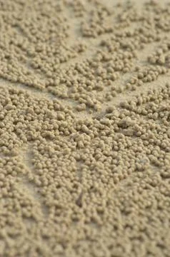 Clusters of tiny sand balls surrounding a crab hole. Stock Photos