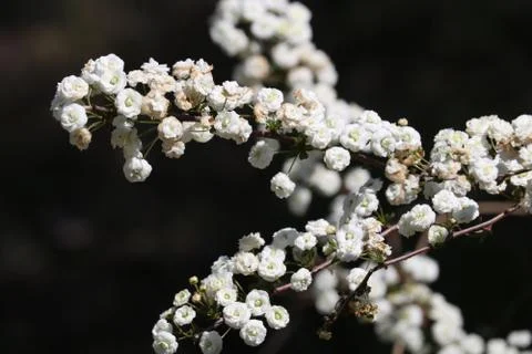 Clusters of tiny white flowers on a bush with dark background Stock Photos