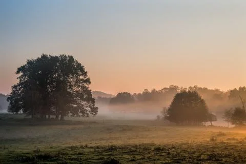 Clusters of trees bathing in the warm sunlight Foto stock