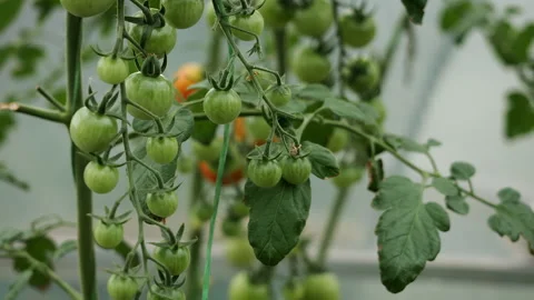 Clusters of Unripe Green Tomatoes Growing in Greenhouse Stock Footage 345291471