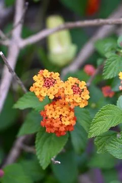 Clusters of vibrant orange and red lantana flowers surrounded by green leaves Stock Photos