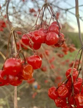 Clusters of vibrant red berries dangle from thin branches in a tranquil garden, Stock Photos