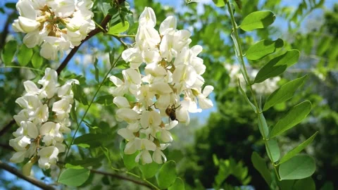Clusters of white acacia flowers on a tree against a blue sky. On the acacia Stock Footage 242477906