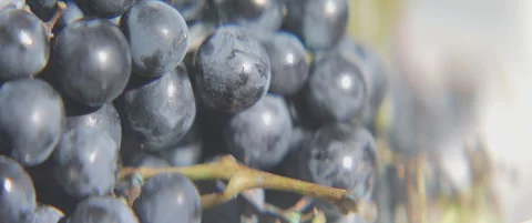 Clusters of white and purple grape fruit scope 5.7K sliding video Stock Footage 317932890