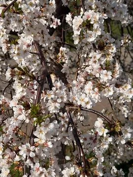 Clusters of white cherry blossoms on thin branches in daylight Foto stock