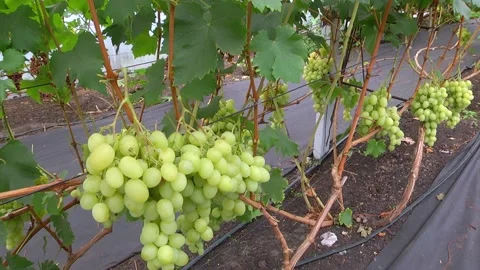 Clusters of white grapes also used in winemaking. Stock Footage 223820722