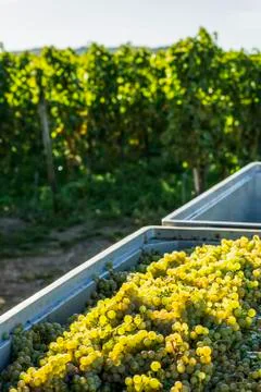 Clusters of white grapes in a bin with a vineyard in the background Stock-Fotos