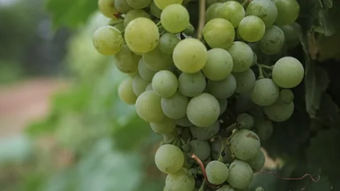 Clusters of white grapes close-up Stock Footage 224068382