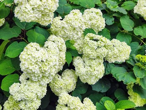 Clusters of white hydrangea flowers, Hydrangea macrophylla, are surrounded by Stock Photos
