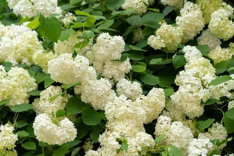 Clusters of white hydrangeas bloom in a lush garden during springtime, crea.. Stock Photos