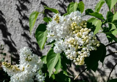 Clusters of white lilacs Stock Photos