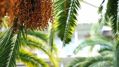 Clusters of yellow dates hang among green leaves on a palm tree Stock Footage 270333188
