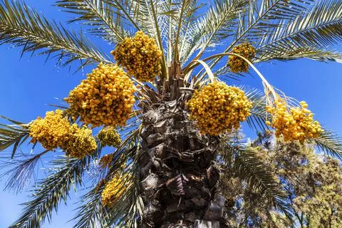 Clusters of yellow dates ripen on a date palm against a blue sky Stock Photos