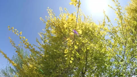 Clusters of yellow leaves in spring sway in the wind Vidéo 274367714