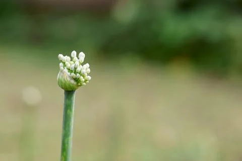 Clusters of Young Green Citrus Developing on a Sun-Dappled Branch Stock Photos