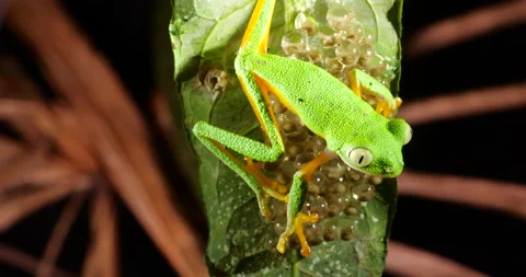 Clutch of eggs  of the Amazonian Monkey Frog (Agalychnis hulli) Stock Footage 160527424