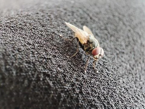 Clutch of a fly Stock-Fotos