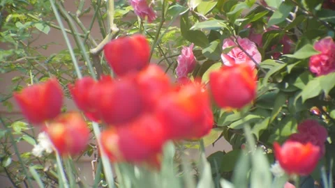 Clutch of red tulips pull focus to pink camellia Stock Footage 96723550
