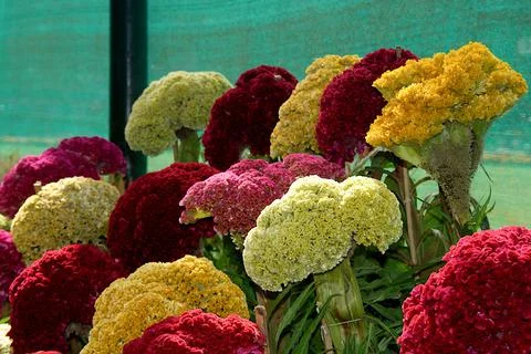 Clutser of Cockscomb Flowers Stock Photos