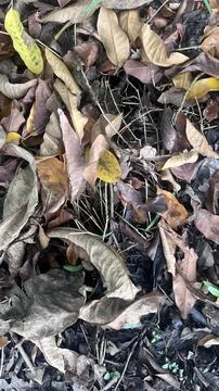 A clutter of brown, tan, and gray dried leaves on the forest floor with visib Stock Photos