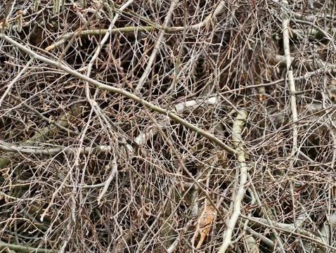 Cluttered arrangement of branches forms natural camouflage and defense in c.. Stock Photos