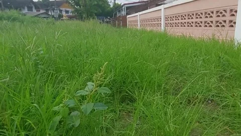 Cluttered grass Stock Footage 264016700