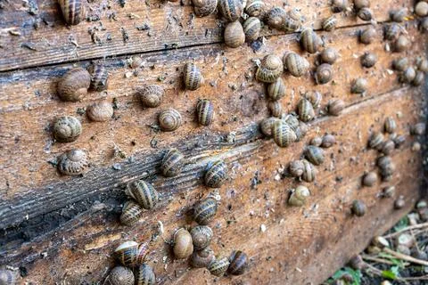 Cluttered Live Snails Growing on Wet Timber Panels Close Up Fotos Stock