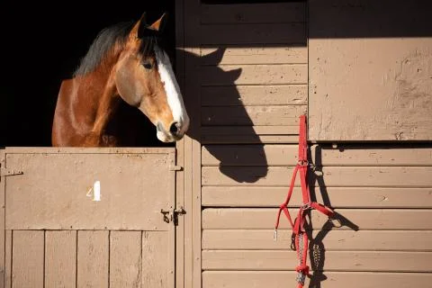 Clyde and Red Halter Stock Photos