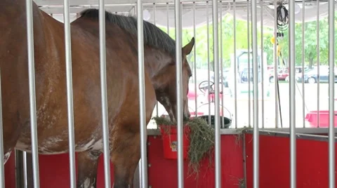 Clydesdale eating 動画素材 8521955