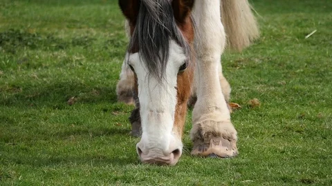 Clydesdale eating grass Stock Footage 112138780