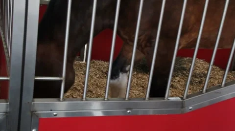 Clydesdale 動画素材 8520287