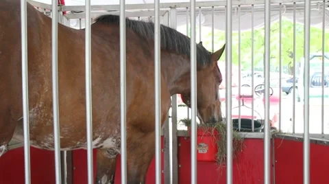 A Clydesdale horse 動画素材 8521950