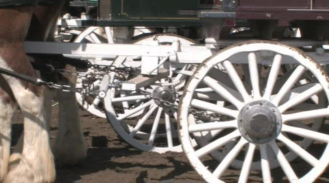 Clydesdale Horses Stock Footage